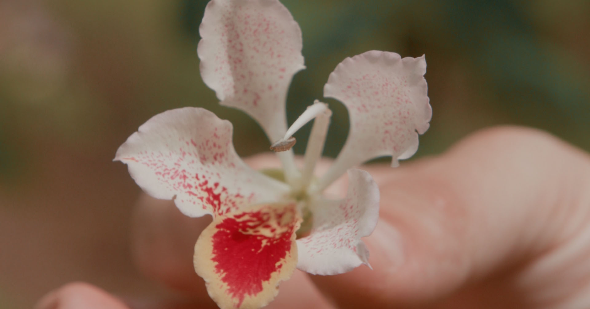 Agrá at nYa Hotel: A Kitchen Rooted in Place