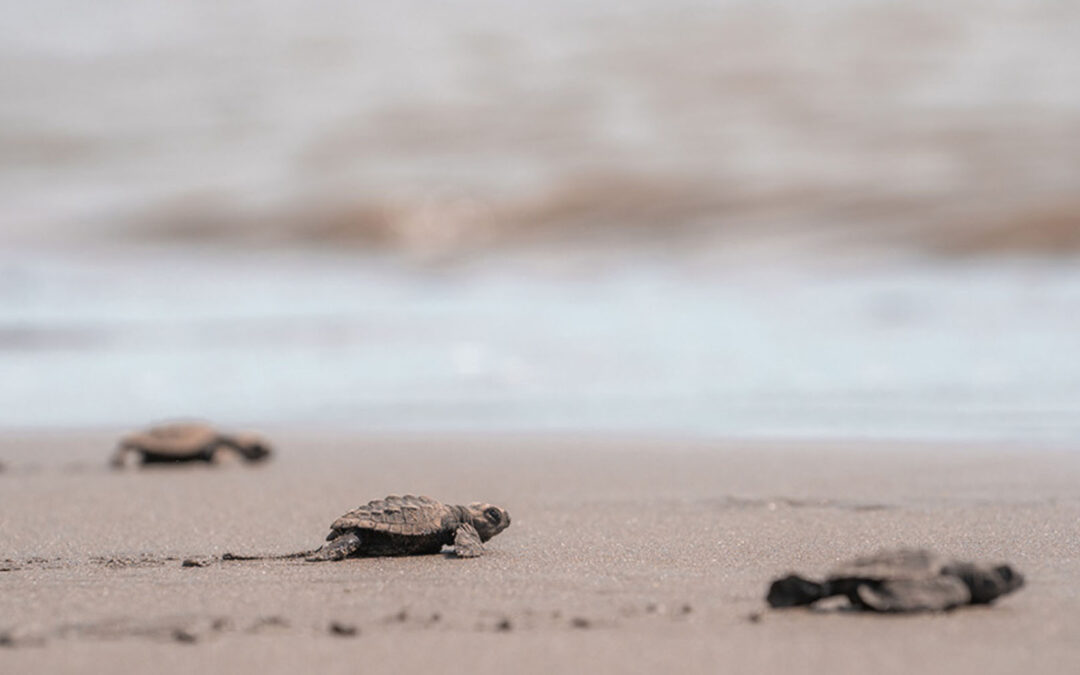 The Green Fee at nYa Hotel: Small Contribution, Real Impact