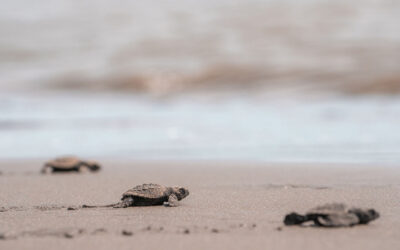 The Green Fee at nYa Hotel: Small Contribution, Real Impact