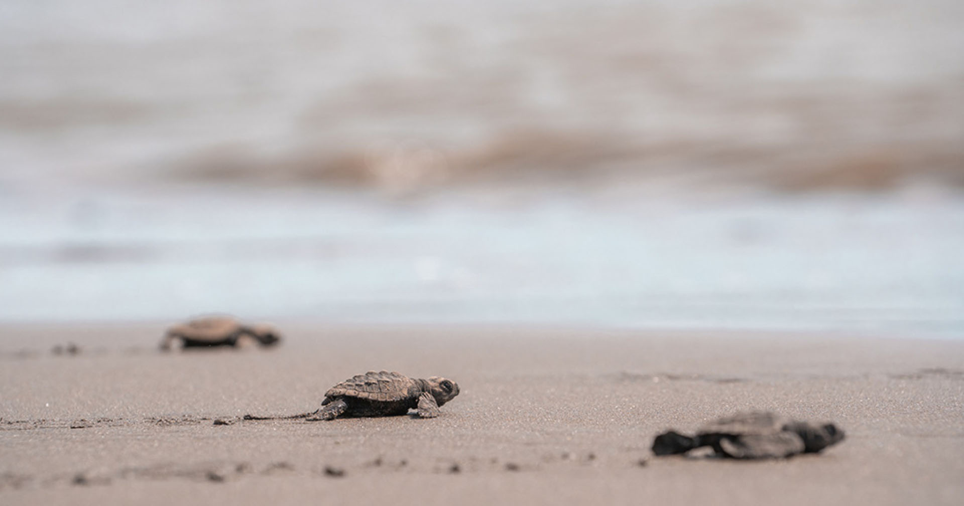 The Green Fee at nYa Hotel