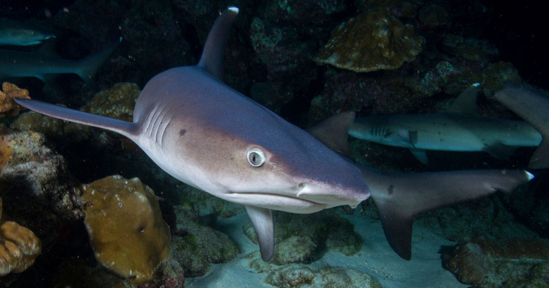 Learn to Dive in Montezuma: