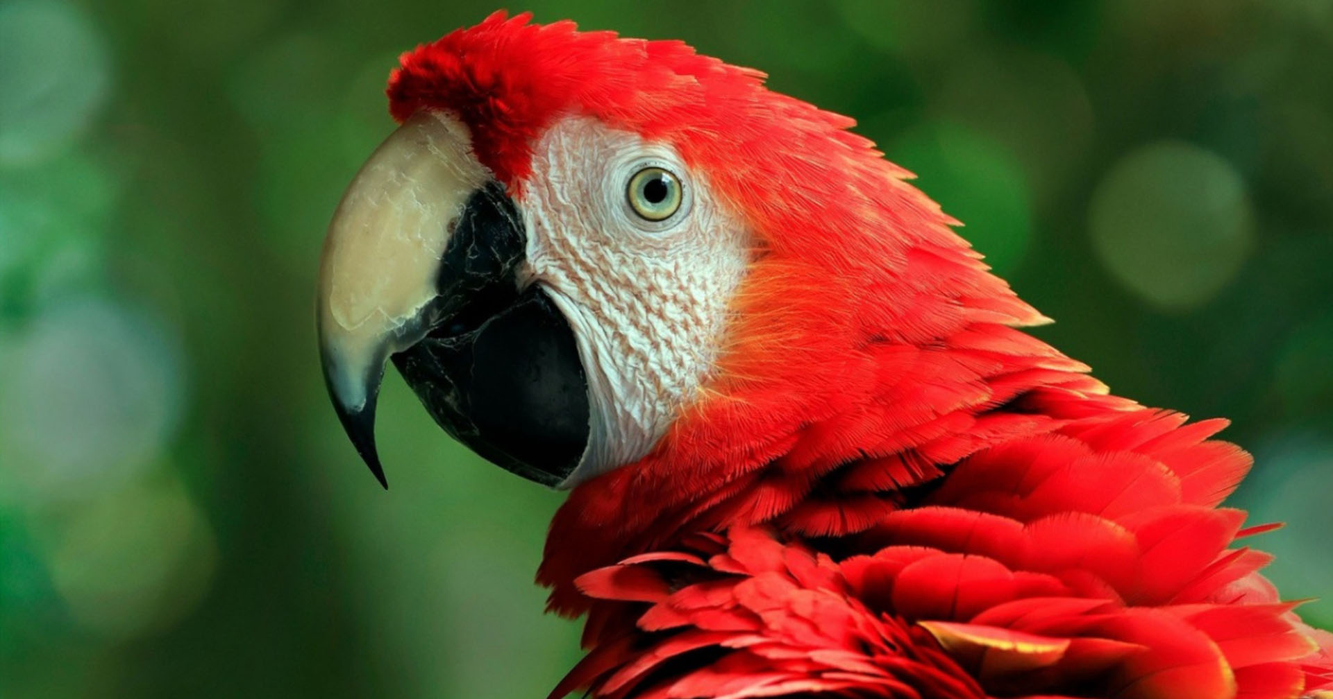 Bird watching Costa Rica