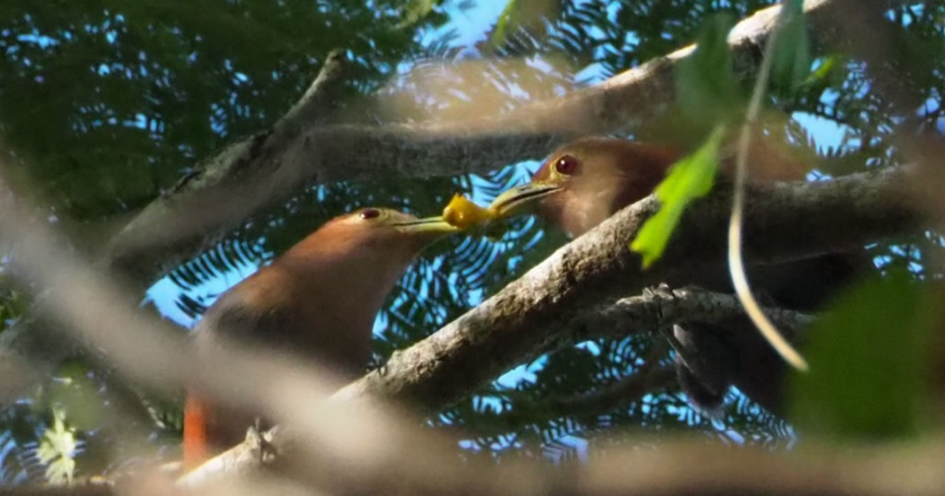 Bird watching Costa Rica