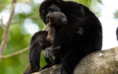 Cuando la naturaleza se vuelve más ruidosa: la temporada de fauna en Montezuma