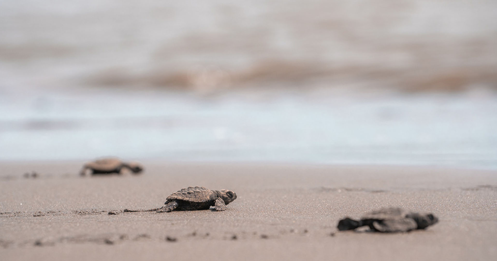 Cuando la naturaleza se vuelve más ruidosa: la temporada de fauna en Montezuma