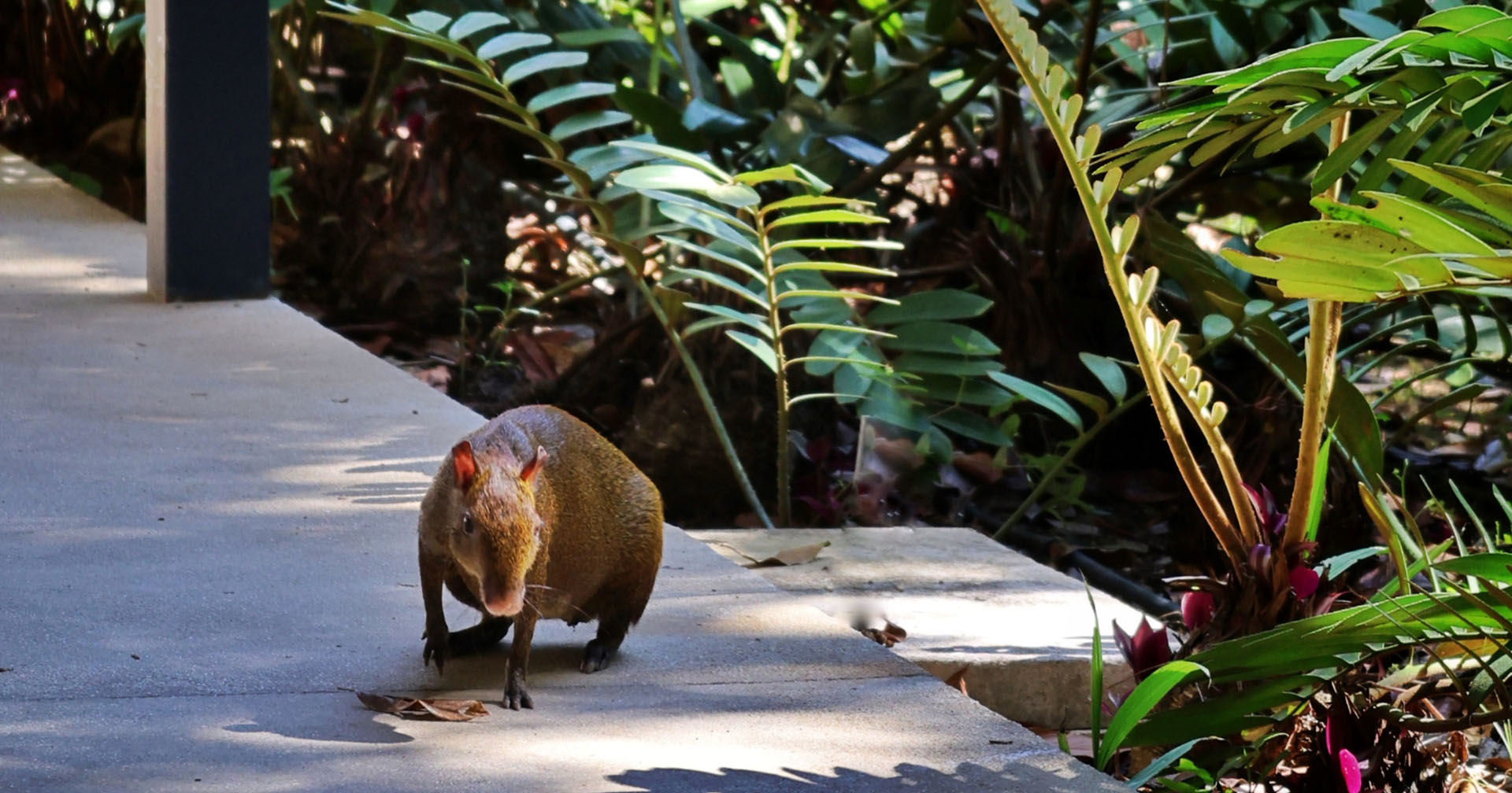 Cuando la naturaleza se vuelve más ruidosa: la temporada de fauna en Montezuma