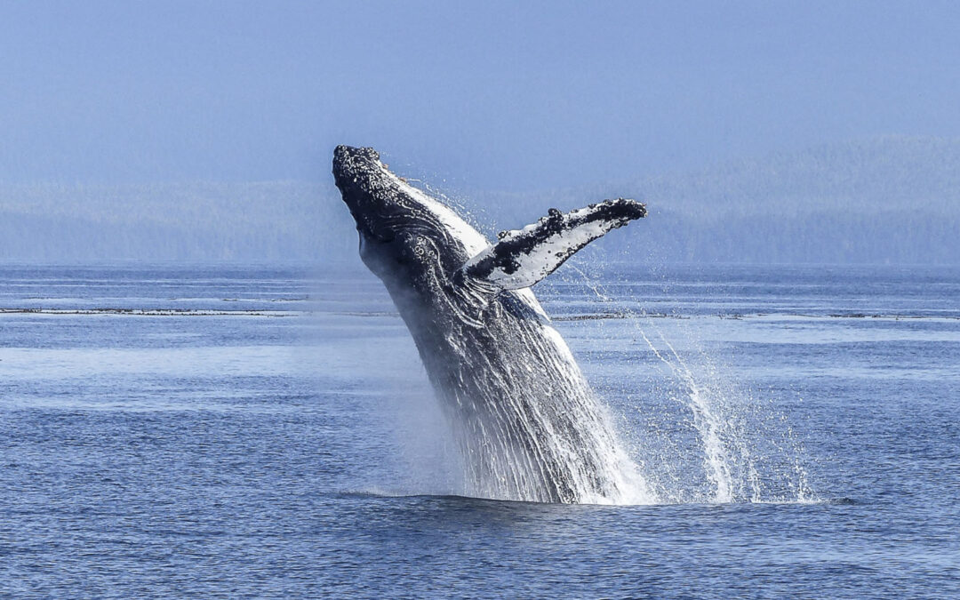 Temporada de ballenas en Montezuma: Una de las experiencias naturales más extraordinarias de Costa Rica