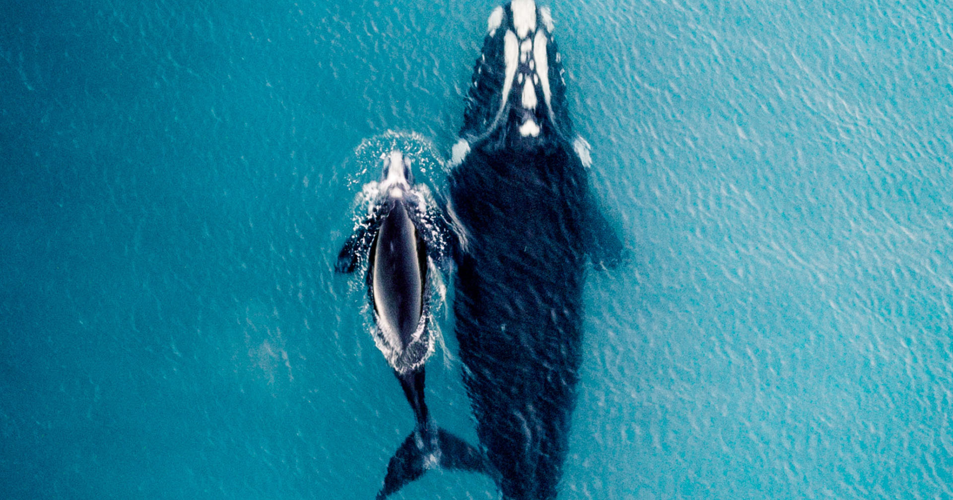Temporada de ballenas en Montezuma