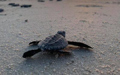 Turtle Season in Montezuma: When New LifeReaches the Pacific Ocean